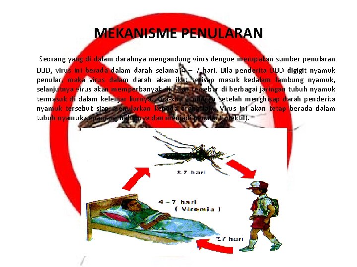 MEKANISME PENULARAN Seorang yang di dalam darahnya mengandung virus dengue merupakan sumber penularan DBD,