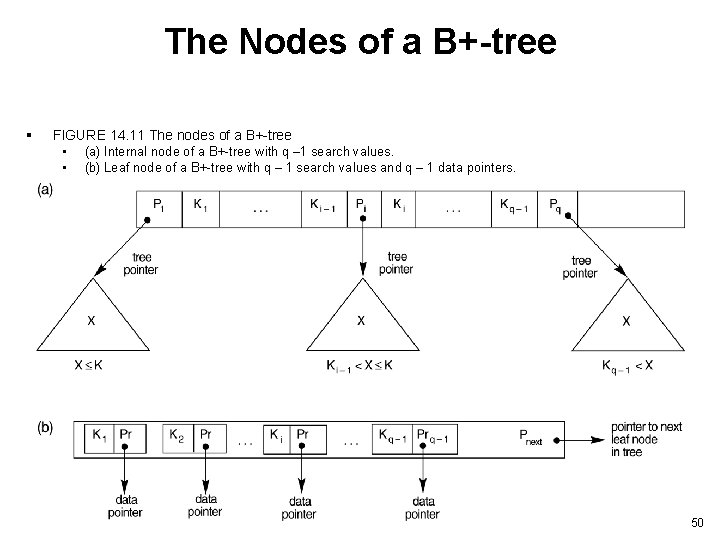 The Nodes of a B+-tree § FIGURE 14. 11 The nodes of a B+-tree