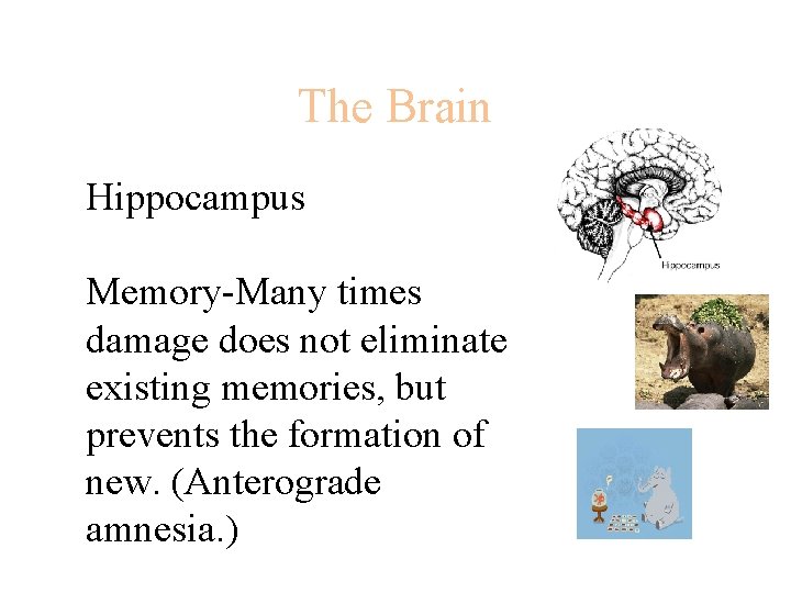 The Brain Hippocampus Memory-Many times damage does not eliminate existing memories, but prevents the