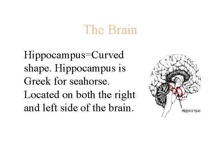 The Brain Hippocampus=Curved shape. Hippocampus is Greek for seahorse. Located on both the right
