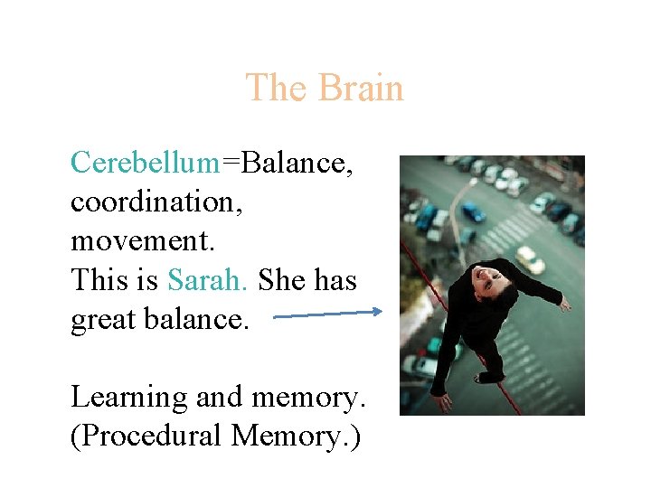 The Brain Cerebellum=Balance, coordination, movement. This is Sarah. She has great balance. Learning and