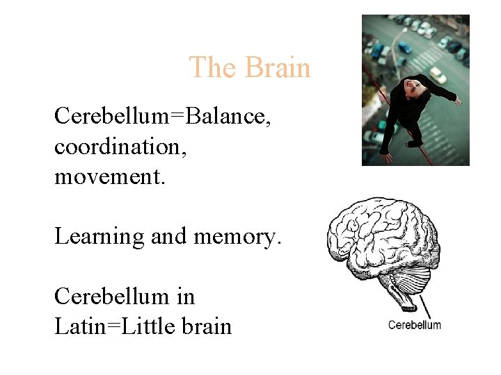 The Brain Cerebellum=Balance, coordination, movement. Learning and memory. Cerebellum in Latin=Little brain 