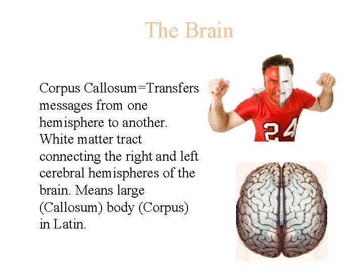 The Brain Corpus Callosum=Transfers messages from one hemisphere to another. White matter tract connecting