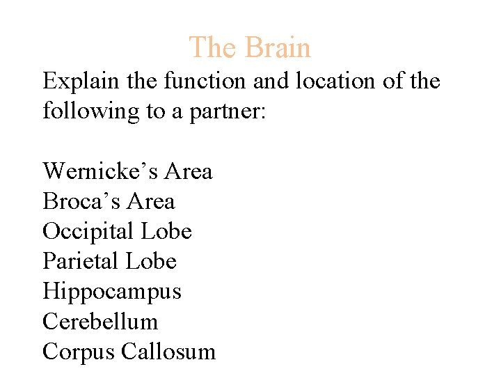 The Brain Explain the function and location of the following to a partner: Wernicke’s