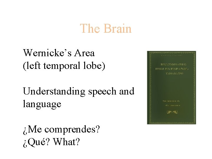 The Brain Wernicke’s Area (left temporal lobe) Understanding speech and language ¿Me comprendes? ¿Qué?