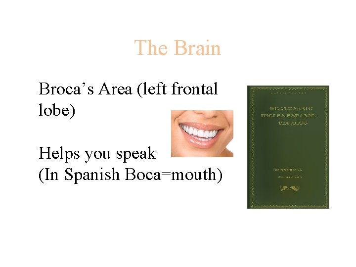 The Brain Broca’s Area (left frontal lobe) Helps you speak (In Spanish Boca=mouth) 
