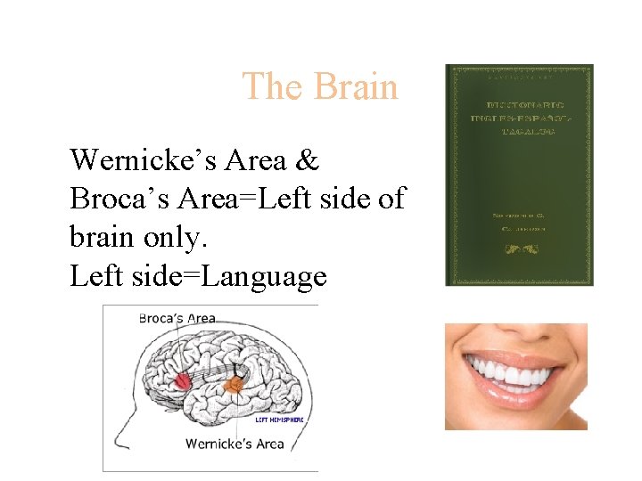 The Brain Wernicke’s Area & Broca’s Area=Left side of brain only. Left side=Language 
