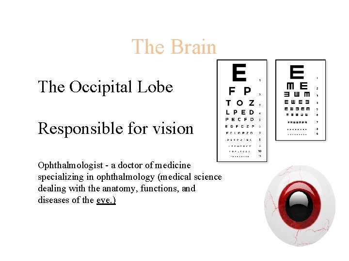 The Brain The Occipital Lobe Responsible for vision Ophthalmologist - a doctor of medicine