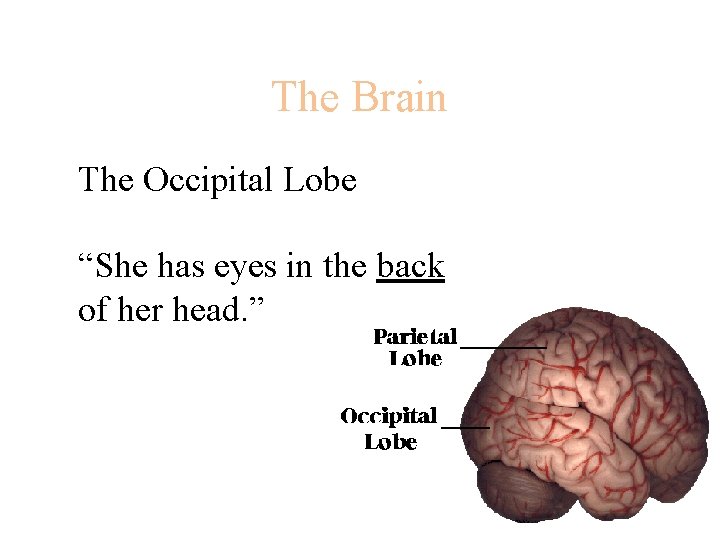 The Brain The Occipital Lobe “She has eyes in the back of her head.