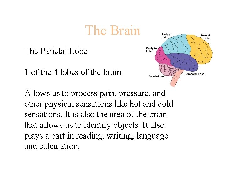 The Brain The Parietal Lobe 1 of the 4 lobes of the brain. Allows