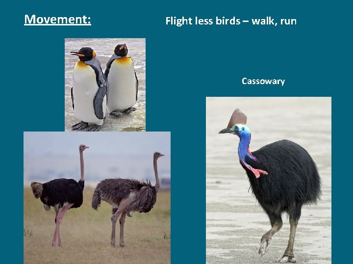 Movement: Flight less birds – walk, run Cassowary 