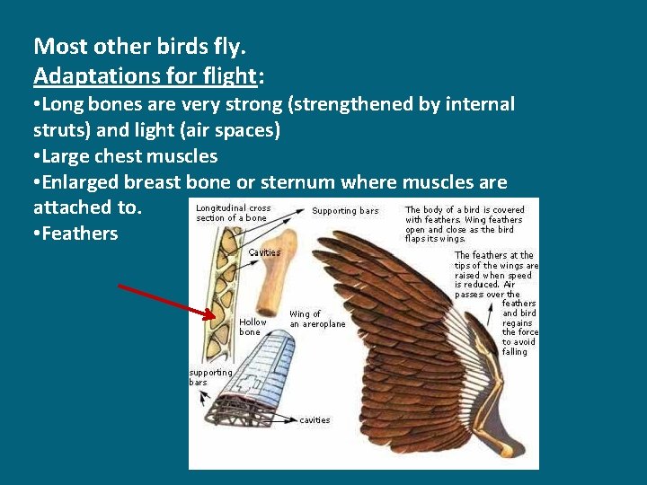 Most other birds fly. Adaptations for flight: • Long bones are very strong (strengthened