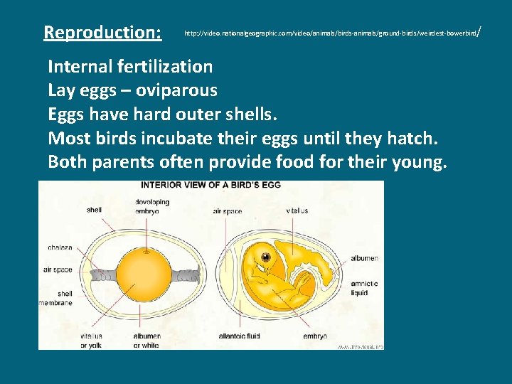 Reproduction: / http: //video. nationalgeographic. com/video/animals/birds-animals/ground-birds/weirdest-bowerbird Internal fertilization Lay eggs – oviparous Eggs have