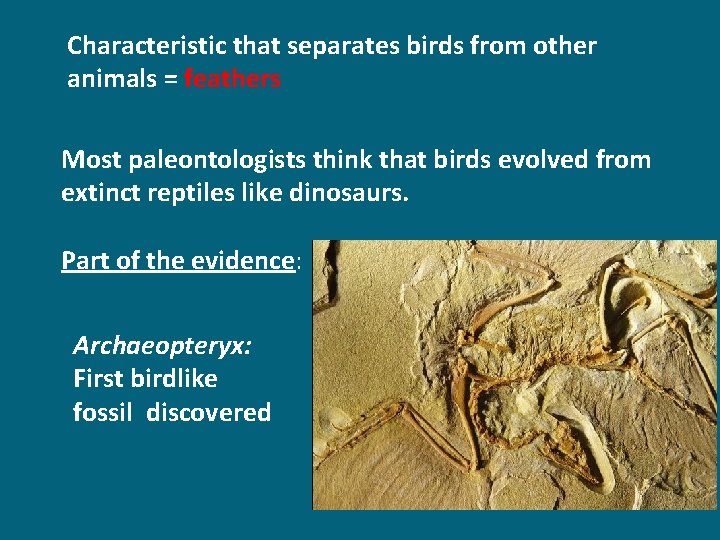 Characteristic that separates birds from other animals = feathers Most paleontologists think that birds