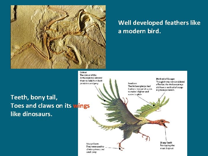 Well developed feathers like a modern bird. Teeth, bony tail, Toes and claws on