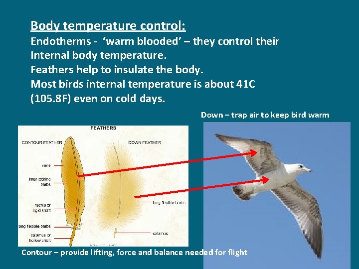 Body temperature control: Endotherms - ‘warm blooded’ – they control their Internal body temperature.