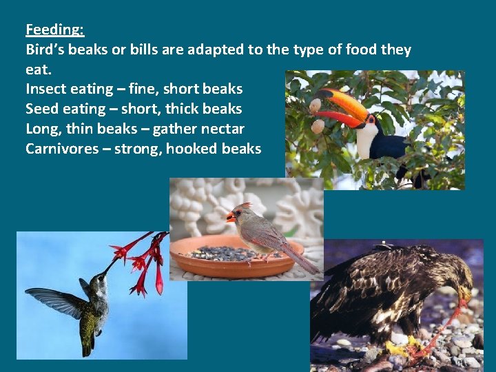 Feeding: Bird’s beaks or bills are adapted to the type of food they eat.