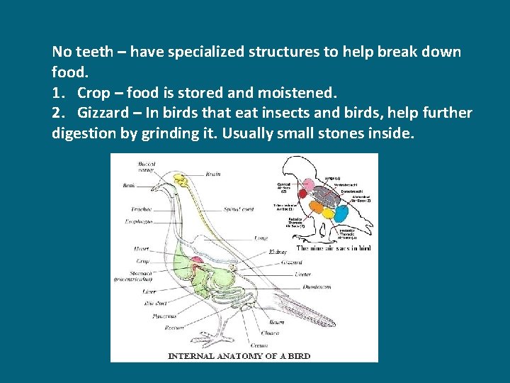 No teeth – have specialized structures to help break down food. 1. Crop –
