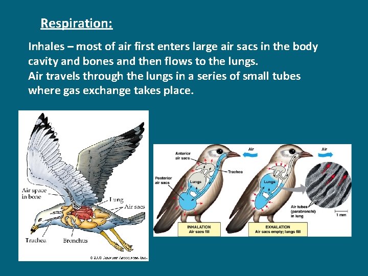 Respiration: Inhales – most of air first enters large air sacs in the body