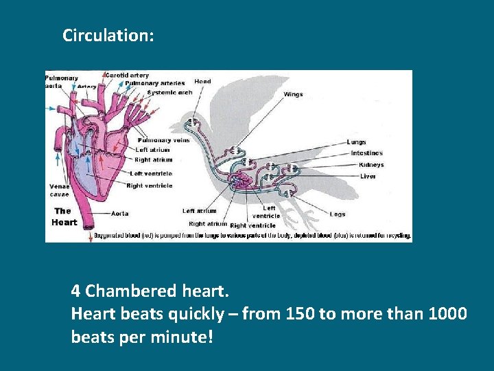 Circulation: 4 Chambered heart. Heart beats quickly – from 150 to more than 1000