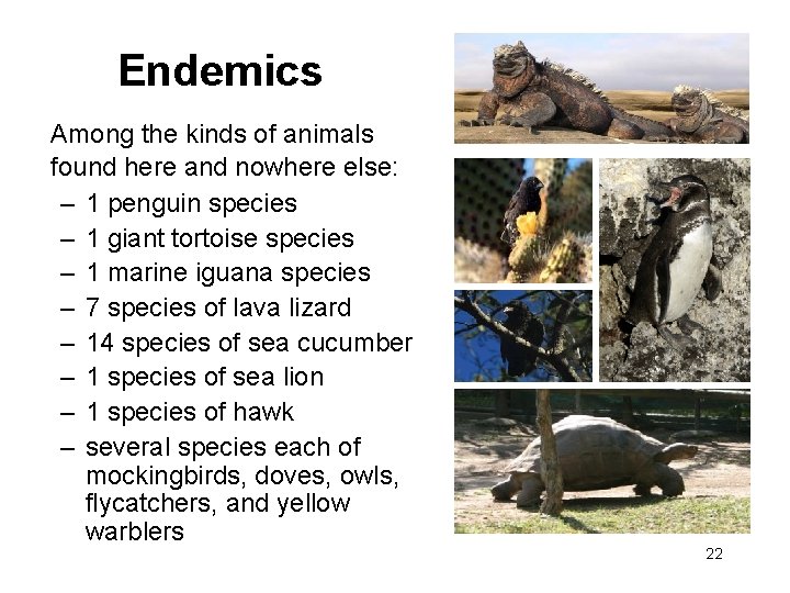 Endemics Among the kinds of animals found here and nowhere else: – 1 penguin