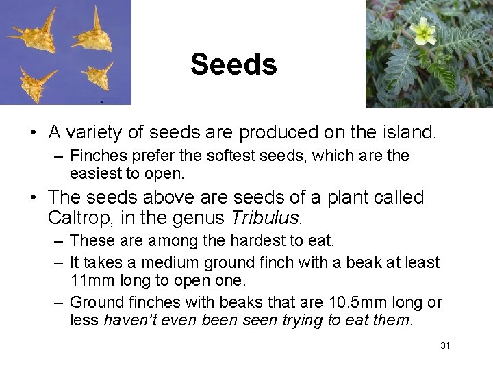 Seeds • A variety of seeds are produced on the island. – Finches prefer