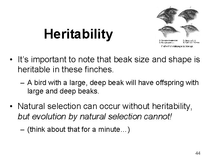 Heritability • It’s important to note that beak size and shape is heritable in