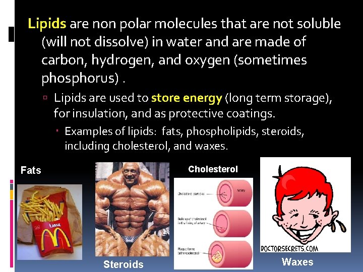 Lipids are non polar molecules that are not soluble (will not dissolve) in water