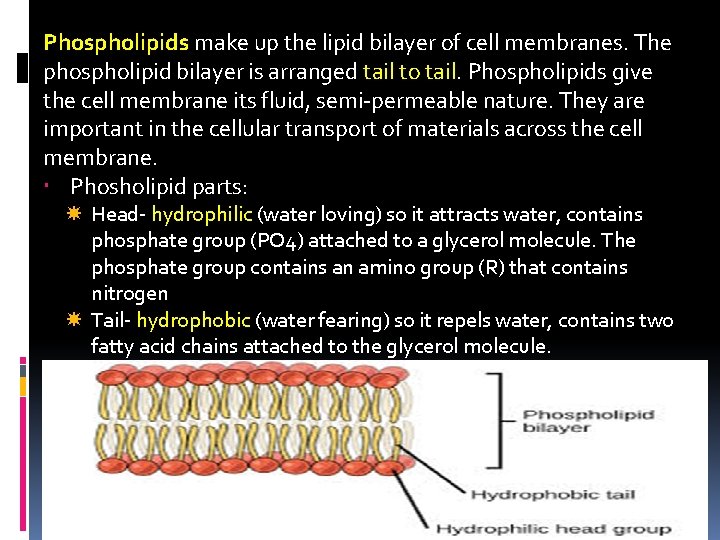 Phospholipids make up the lipid bilayer of cell membranes. The phospholipid bilayer is arranged