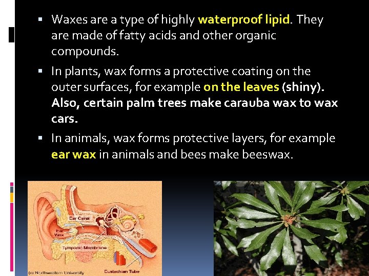  Waxes are a type of highly waterproof lipid. They are made of fatty
