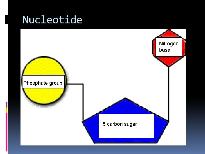 Nucleotide Nitrogen base Phosphate group 5 carbon sugar 