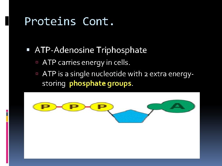 Proteins Cont. ATP-Adenosine Triphosphate ATP carries energy in cells. ATP is a single nucleotide