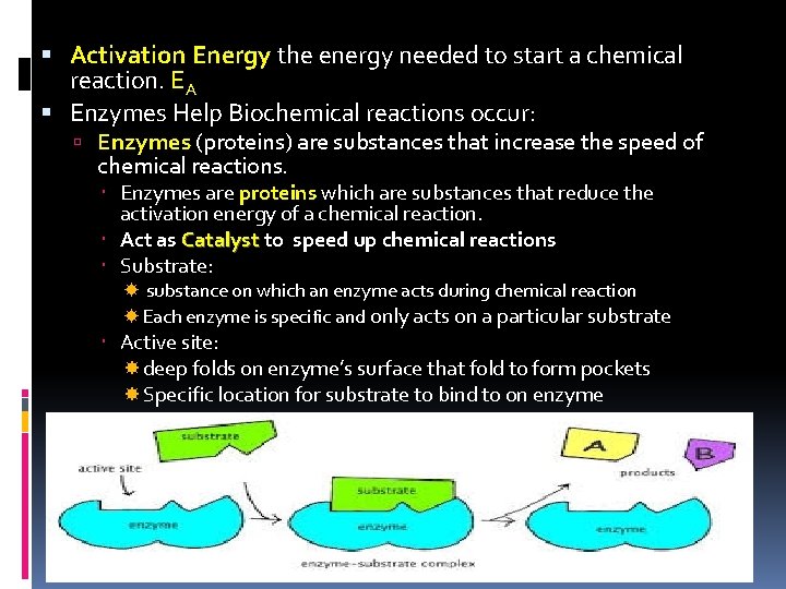  Activation Energy the energy needed to start a chemical reaction. EA Enzymes Help