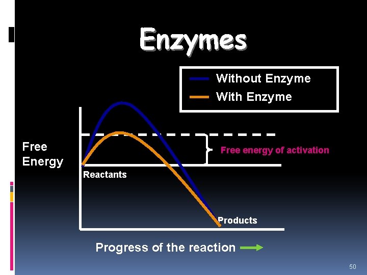 Enzymes Without Enzyme With Enzyme Free Energy Free energy of activation Reactants Products Progress