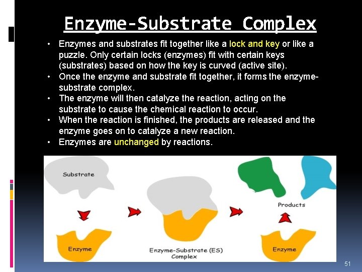 Enzyme-Substrate Complex • Enzymes and substrates fit together like a lock and key or