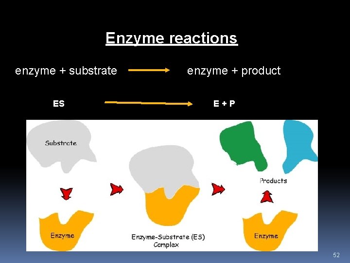 Enzyme reactions enzyme + substrate ES enzyme + product E+P 52 