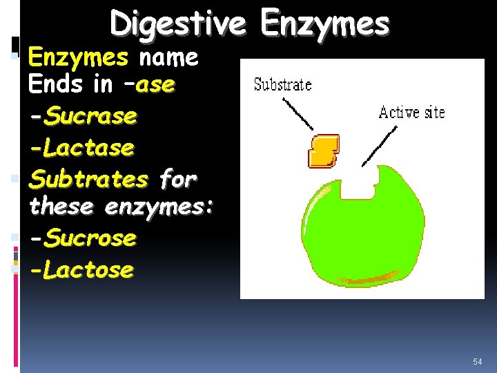 Digestive Enzymes name Ends in –ase -Sucrase -Lactase Subtrates for these enzymes: -Sucrose -Lactose