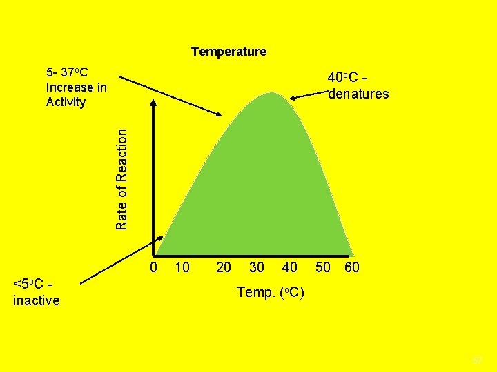 Temperature 5 - 37 o. C Increase in Activity Rate of Reaction 40 o.