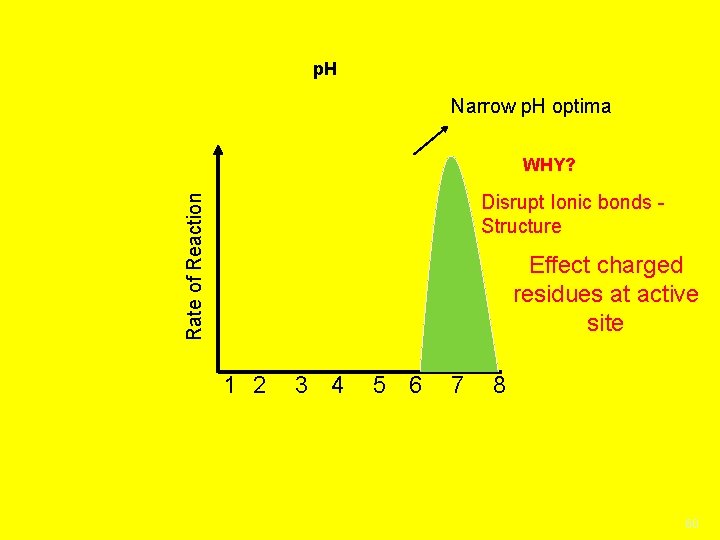 p. H Narrow p. H optima WHY? Rate of Reaction Disrupt Ionic bonds Structure