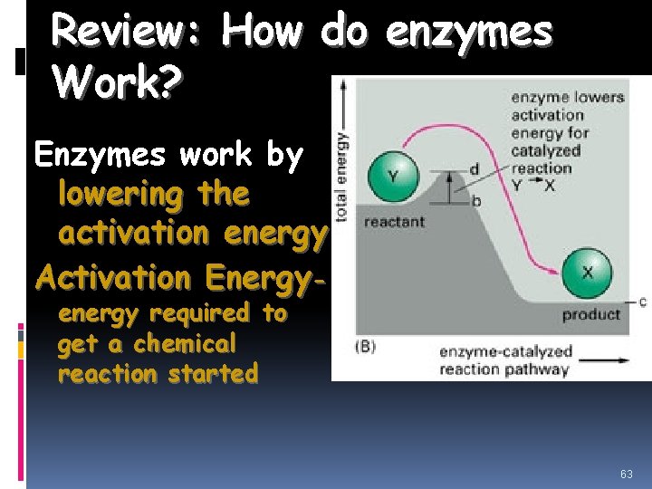 Review: How do enzymes Work? Enzymes work by lowering the activation energy. Activation Energyenergy