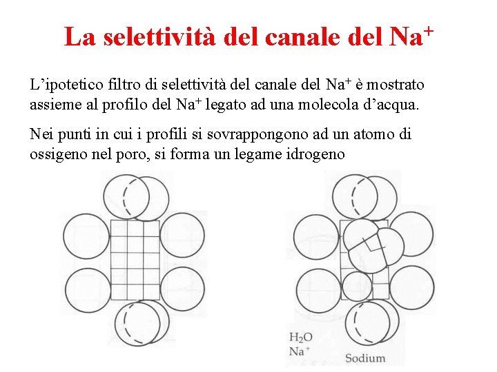 La selettività del canale del Na+ L’ipotetico filtro di selettività del canale del Na+