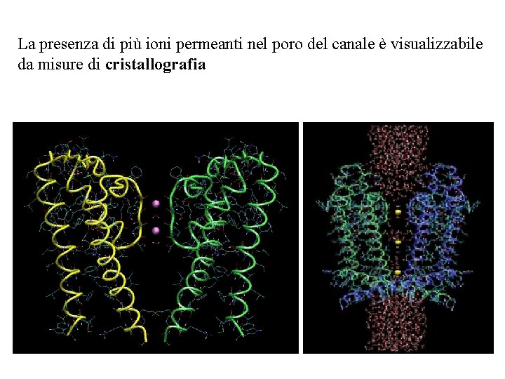 La presenza di più ioni permeanti nel poro del canale è visualizzabile da misure