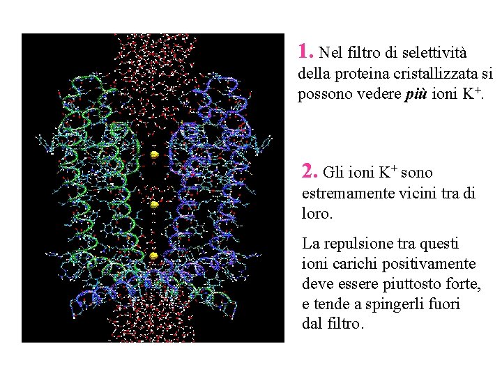 1. Nel filtro di selettività della proteina cristallizzata si possono vedere più ioni K+.