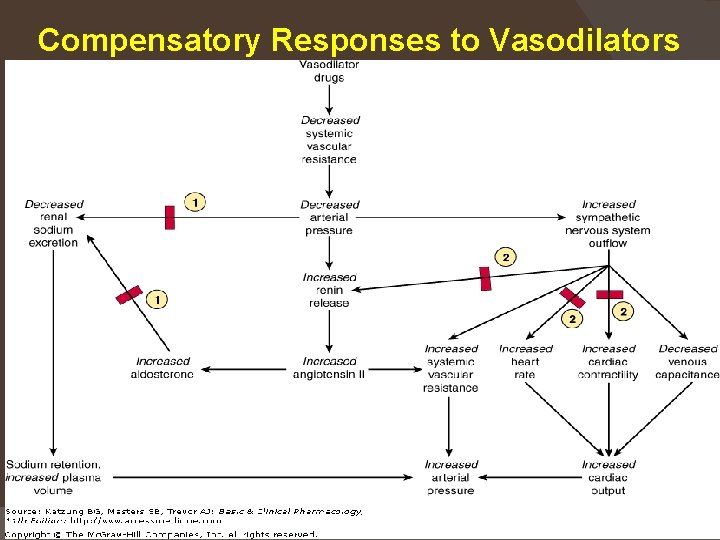 Compensatory Responses to Vasodilators * Munir Gharaibeh MD, Ph. D, MHPE 13 