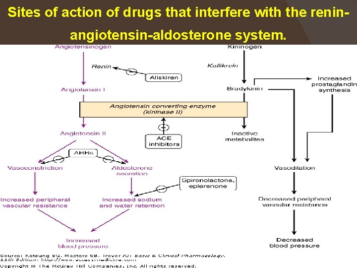 Sites of action of drugs that interfere with the reninangiotensin-aldosterone system. * Munir Gharaibeh