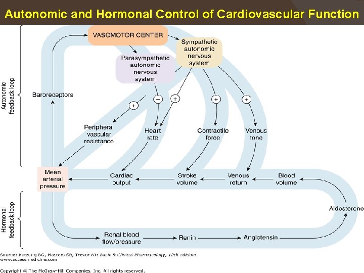 Autonomic and Hormonal Control of Cardiovascular Function * Munir Gharaibeh MD, Ph. D, MHPE