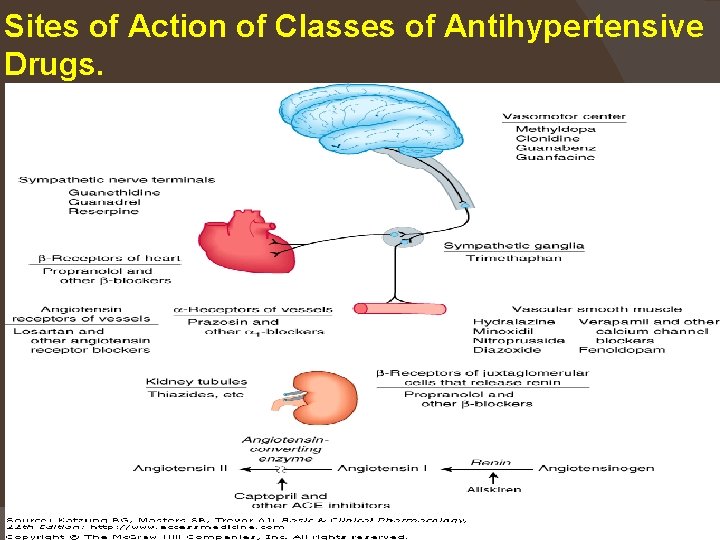 Sites of Action of Classes of Antihypertensive Drugs. * Munir Gharaibeh MD, Ph. D,