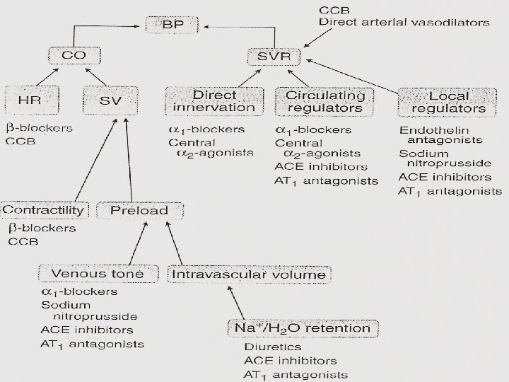 * Munir Gharaibeh MD, Ph. D, MHPE 7 