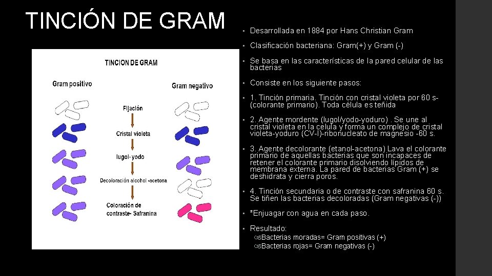 TINCIÓN DE GRAM • Desarrollada en 1884 por Hans Christian Gram • Clasificación bacteriana: