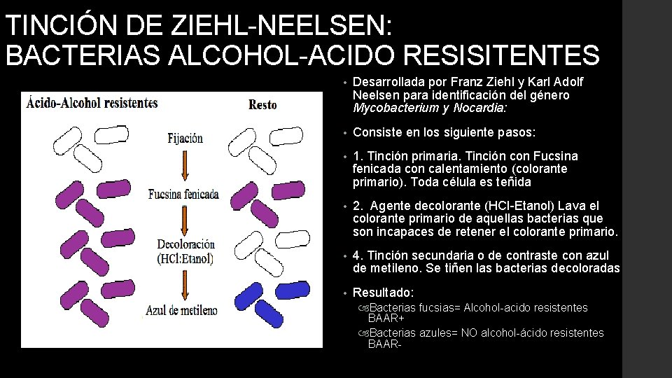 TINCIÓN DE ZIEHL-NEELSEN: BACTERIAS ALCOHOL-ACIDO RESISITENTES • Desarrollada por Franz Ziehl y Karl Adolf